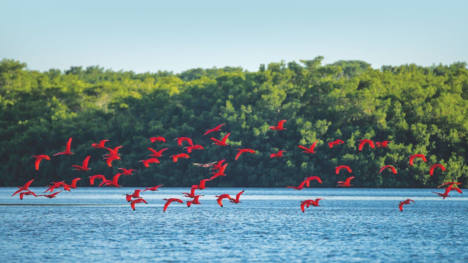Wild South America birds